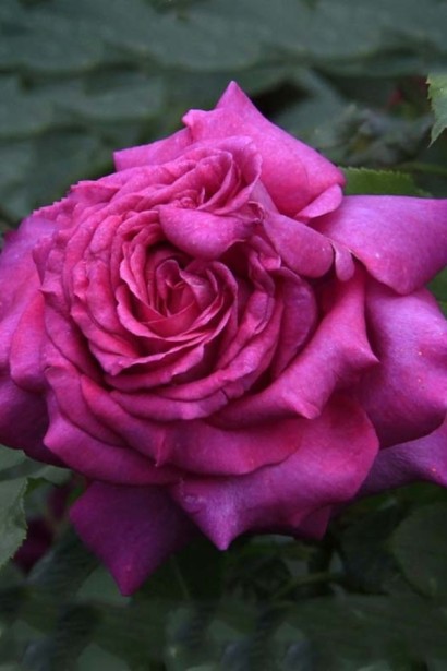 Троянда чайно-гібридна ‘Юріанда’|Hybrid tea rose ‘Juryanda’|Роза чайно-гибридная ’Юрианда’